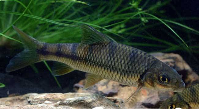 魚池殺菌不當(dāng) 提防魚類中毒