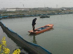 池塘水體渾濁你了解多少？